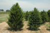 Тис остроконечный "Фармен" (лат. Taxus cuspidata "Фармен"), семена