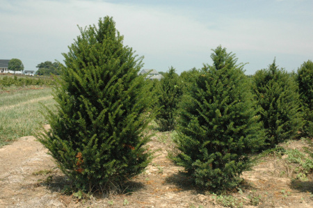 Тис остроконечный "Фармен" (лат. Taxus cuspidata "Фармен"), семена
