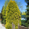 Туя западная Голден Брабант (лат. Thuja occidentalis 'Golden Brabant'), семена