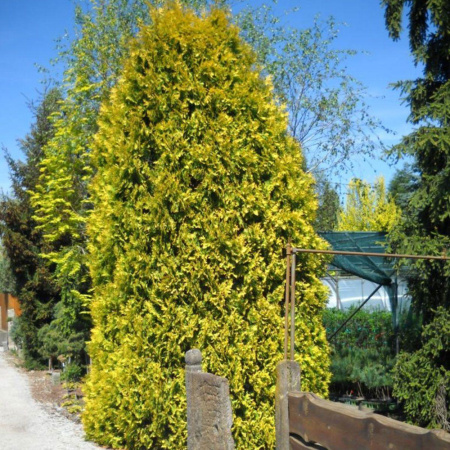Туя западная Голден Брабант (лат. Thuja occidentalis 'Golden Brabant'), семена