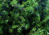 Можжевельник обыкновенный (лат. Juniperus communis), семена