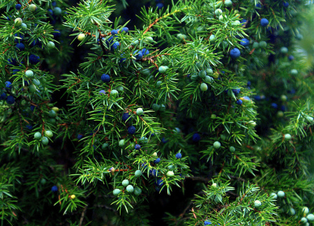 Можжевельник обыкновенный (лат. Juniperus communis), семена