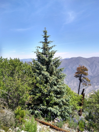 Ель Энгельмана (лат. Picea engelmannii), семена