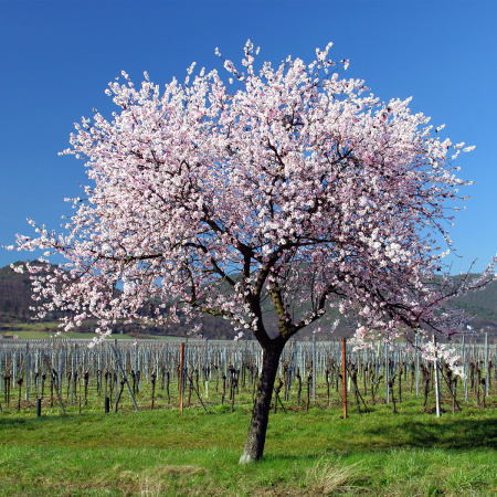 Миндаль сладкий, или Миндаль обыкновенный (лат. Prunus dulcis) 10 шт, семена