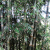 Бамбук прямой (лат. Dendrocalamus strictus), семена