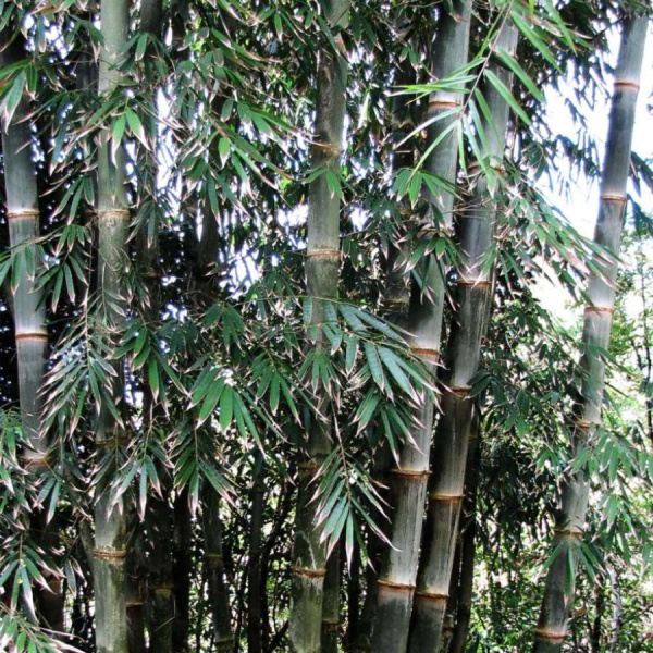 Бамбук прямой (лат. Dendrocalamus strictus), семена