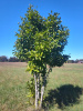 Дуб острейший (лат. Quercus acutissima) 10 шт, семена 
