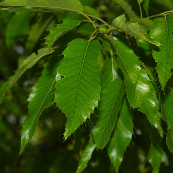 Дуб изменчивый (лат. Quercus variabilis) 10 шт, семена