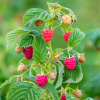 Малина обыкновенная (лат. Rubus idaeus), семена