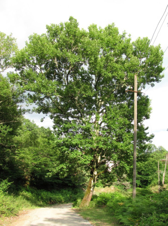 Дуб иберийский (лат. Quercus iberica Stev.), семена 
