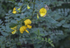Пузырник древовидный (лат. Colutea arborescens), семена