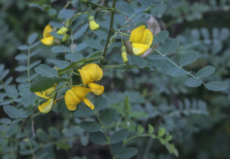 Пузырник древовидный (лат. Colutea arborescens), семена