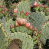Кактус Опунция Энгельмана (лат. Opuntia engelmannii), семена 0,2 грамма