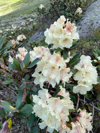 Рододендрон кавказский Флавидум (лат. Rhododеndron caucаsicum 'Flavidum'), семена 0,05 грамм