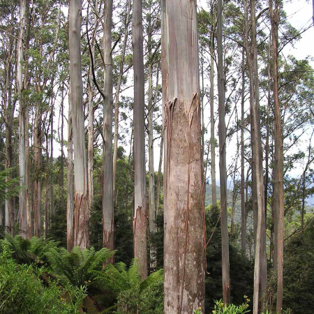 Эвкалипт красный лесной (лат. Eucalyptus tereticornis), семена