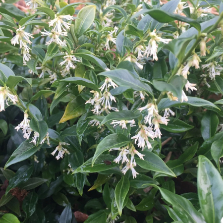 Саркококка Гукера (лат. Sarcococca hookeriana), семена 5 штук