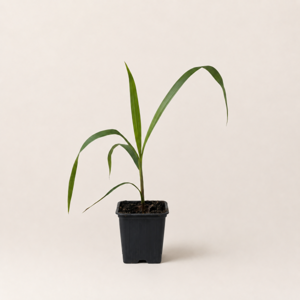 Пальма Вашингтония нитеносная (лат. Washingtonia filifera), саженец, 1 шт