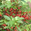 Лох многоцветковый, или Шефердия серебристая, или Гуми (лат. Elaeagnus multiflora), семена