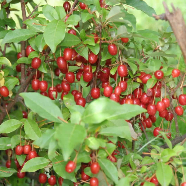 Лох многоцветковый, или Шефердия серебристая, или Гуми (лат. Elaeagnus multiflora), семена