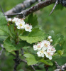 Боярышник сибирский (лат. Crataegus sanguinea), семена