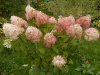 Гортензия метельчатая Фантом (лат. Hydrangea paniculata 'Phantom')