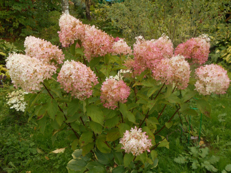 Гортензия метельчатая Фантом (лат. Hydrangea paniculata 'Phantom')