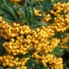 Пираканта гибридная Голден Чармер (лат. Pyracantha hybrida Golden Charmer)