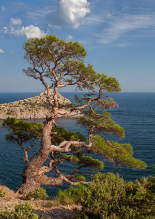 Сосна крымская, или Сосна Палласа 'Nigra' (лат. Pinus nigra subsp. pallasiana 'Nigra'), семена
