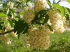 Черемуха виргинская (лат. Padus virginiana), семена