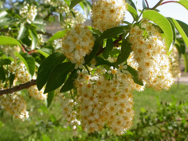 Черемуха виргинская (лат. Padus virginiana), семена