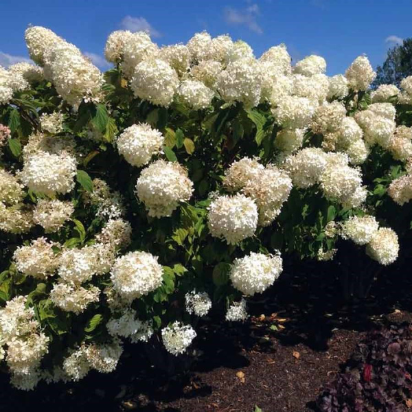 Гортензия метельчатая Фантом (лат. Hydrangea paniculata 'Phantom')