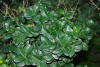 Бирючина японская (лат. Ligustrum japonicum), семена