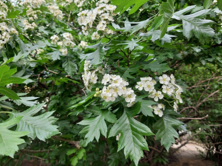 Боярышник перистонадрезанный (лат. Crataegus pinnatifida), семена