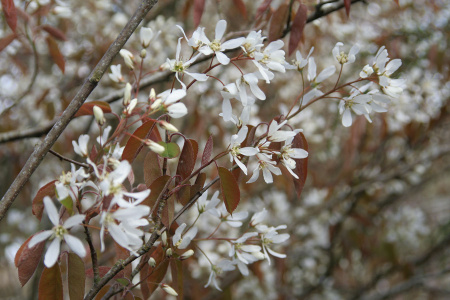 Ирга канадская (лат. Amelanchier canadensis), семена