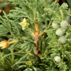 Можжевельник ложноказацкий (лат. Juniperus pseudosabina), семена
