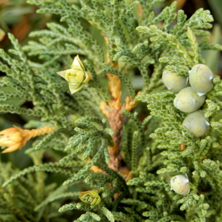 Можжевельник ложноказацкий (лат. Juniperus pseudosabina), семена
