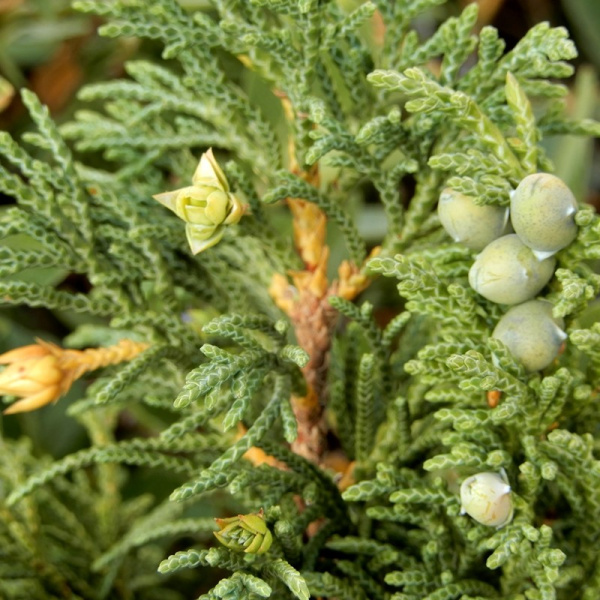 Можжевельник ложноказацкий (лат. Juniperus pseudosabina), семена