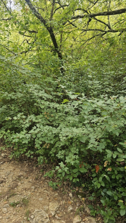 Клен полевой (лат. Acer campestre), семена