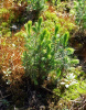 Ель сербская (лат. Picea omorika), семена