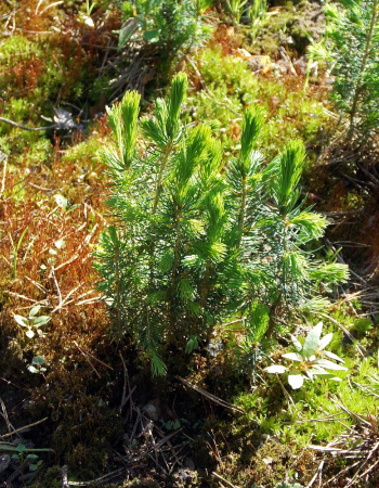 Ель сербская (лат. Picea omorika), семена