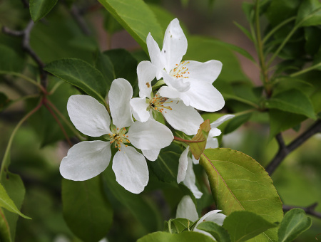 Яблоня маньчжурская (лат. Malus manshurica), семена
