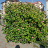Гибискус изменчивый (лат. Hibiscus mutabilis), семена