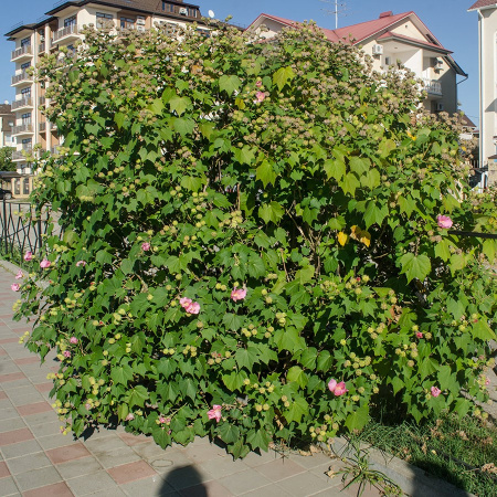 Гибискус изменчивый (лат. Hibiscus mutabilis), семена