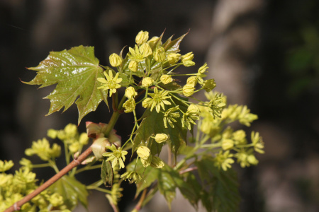 Клен остролистный (лат. Acer platanoides), семена