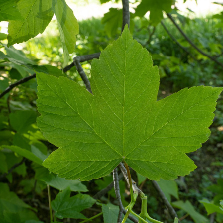 Клен ложноплатановый, или белый, или Явор (лат. Acer pseudoplatanus), семена