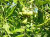 Хикан гибридный орех (лат. Carya ovata х Carya illinoinensis), семена