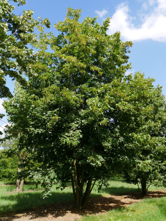 Липа европейская 'Pallida' (Tilia europaea 'Pallida'), семена