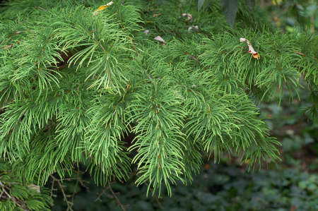 Лжелиственница Кемпфера (Pseudolarix amabilis), семена