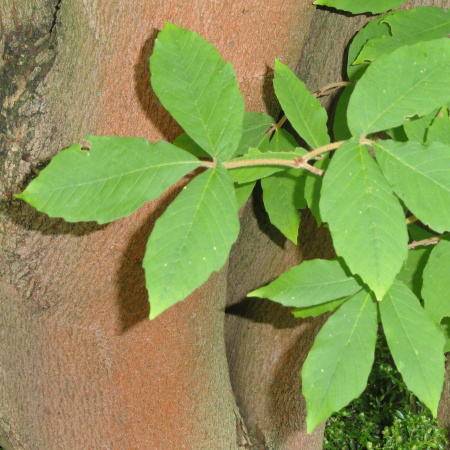Клен Максимовича (лат. Acer maximowiczianum), семена