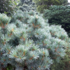 Кедровый стланик Глаука (лат. Pinus pumila 'Glauca'), семена